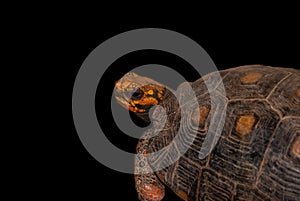 Close-up shot of a turtle with a black background