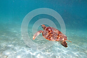 Close-up shot of a turtle under water, shallow focus. Riviera Ma