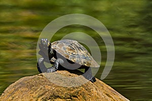 Close up shot of turtles in amazon rainforest