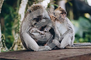 Close up shot of twee monkeys searching hair