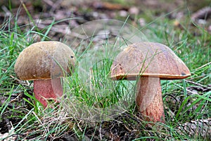 Close-up shot of two amazing edible scarletina boletes