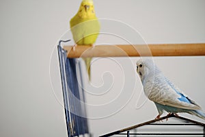 Close-up shot of two Budgerigars perched on a cage at home