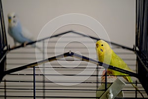 Close-up shot of two Budgerigars perched on a cage at home