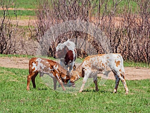 Close up shot of two child LongHorn cattle fighting