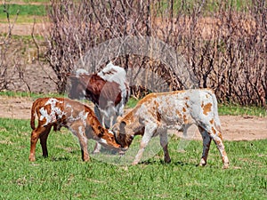 Close up shot of two child LongHorn cattle fighting