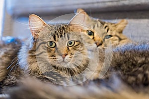 Close up shot of two cute Maine Coon Mix