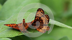 Close-up shot of two dark green fritillaries