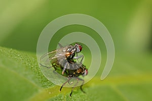 Close up shot of two flies mating on a leaf