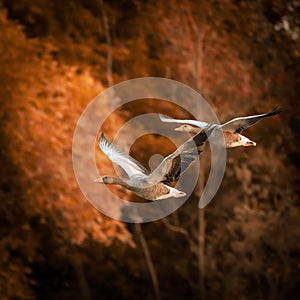 Close-up shot of two geese flying with theirwide-open wings