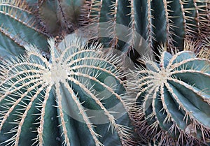 Close-up of Two Golden Barrel Cacti