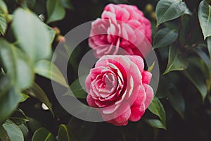Close up shot of pink Japanese Camellia flowers with green leaves