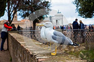 Close up shot of two seagulls looking at the same directions, the Roman Forum ruins in the background, Italy