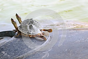 Close-up shot of two Turtles strecthing out their necks while relaxing near a lake.