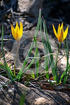 Close-up shot of two Wild Tulip Tulipa Sylvestris