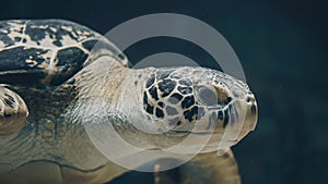 Close up shot of underwater sea turtle