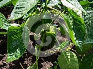 Close-up shot of unripe green peppers maturing on a plant growing in the greenhouse in home garden