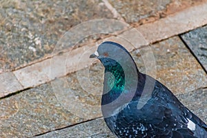 A close-up shot of an urban pigeon perching on the pavement