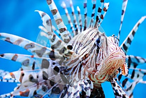 Close-up shot of venomous vivid fish photo