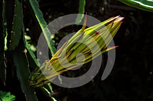 Close-up shot of a vibrant dragon fruit flower bud in a lush green environment