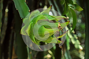 Close-up shot of a vibrant dragon fruit flower bud in a lush green environment