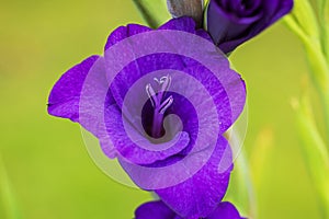 Close-up shot of vibrant purple gladiolus blooms set against a soft, blurred green backdrop