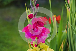 Close-up shot of vibrant red gladiolus blooms with a softly blurred green backdrop