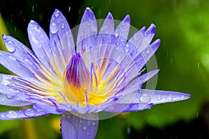 close up shot of violet lotus in raining