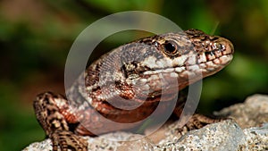 Close-up shot of a viviparous lizard, perched on a rocky surface surrounded by lush greenery