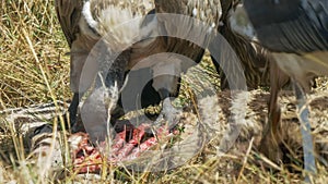 Close up shot of vultures feeding on a dead zebra in masai mara game reserve