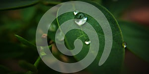 Close up shot of water droplets on hydro phobic leaf surface