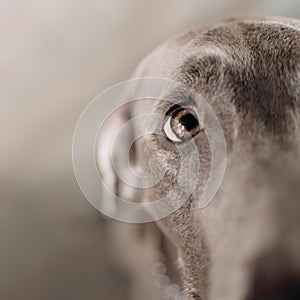 Close up shot of a weimaraner dog eye indoors