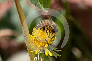 Close-up shot of a Western honey bee pollinating a yellow dandelion flower