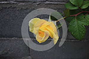 Close-up shot of a wet yellow rose growing in the garden
