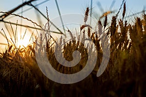 A close-up shot of wheat at sunset. The wheat is ripe and ready for harvest and above is the irrigation system