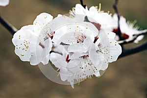 Close-up shot of the white apricot flowers blooming on the branches.