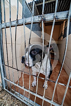 Close up shot of a white and black sad puppy locked in a cage