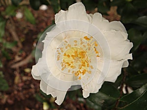 Close up shot of white camellia flower with a yellowish tinge growing in the garden