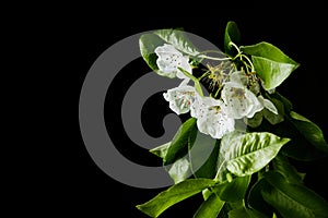 close-up shot of white cherry flowers isolated on black