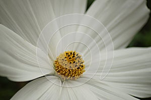 Close-up shot of white Cosmos `Sonata` flower
