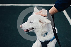 Close-up shot of a white cute fluffy dog with its owner