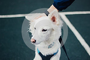 Close-up shot of a white cute fluffy dog with its owner