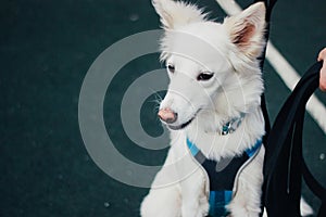 Close-up shot of a white cute fluffy dog with its owner