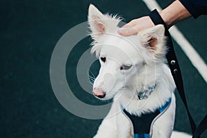 Close-up shot of a white cute fluffy dog with its owner