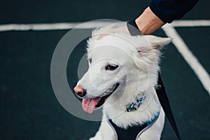 Close-up shot of a white cute fluffy dog with its owner