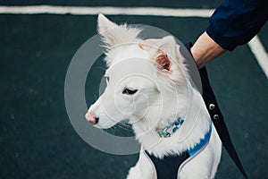 Close-up shot of a white cute fluffy dog with its owner