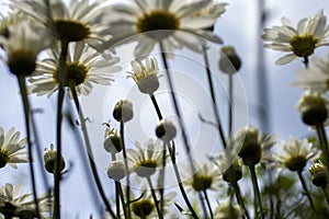 Close up shot of white daisy flowers