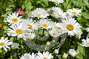 Close up shot of white daisy flowers