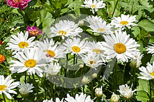 Close up shot of white daisy flowers