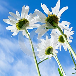 Close-up shot of white daisy flowers from below