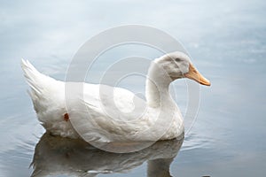 Close up shot of The White duck swimming on the water of lake. American pekin It derives from birds brought to the United States f photo